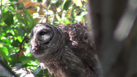 un búho barrado grita desde un árbol