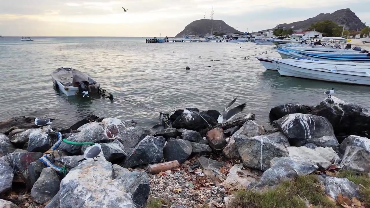 Autentica vista panoramica di un porto costiero con diverse barche da pesca ormeggiate vicino alla costa rocciosa. Gabbiani appollaiati su rocce costiere in primo piano, dolci colline si ergono lungo una baia calma sotto il cielo serale.