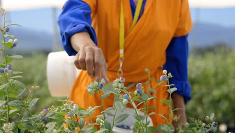 Worker-picking-blueberries-in-blueberry-farm-4k