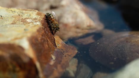 La-Abeja-Melífera-Junto-Al-Agua-Se-Va-Volando-Cuando-Otra-Abeja-Toca-El-Agua