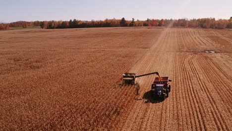 4k aerial footage of combine operation with supporting tractors reaping weath in quebec canada