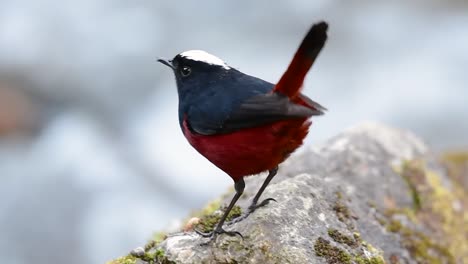 el colirrojo de cabeza blanca es conocido por su hermosa corona blanca, alas de color azul oscuro negruzco y marrón debajo de las plumas y su cola comienza con rojo