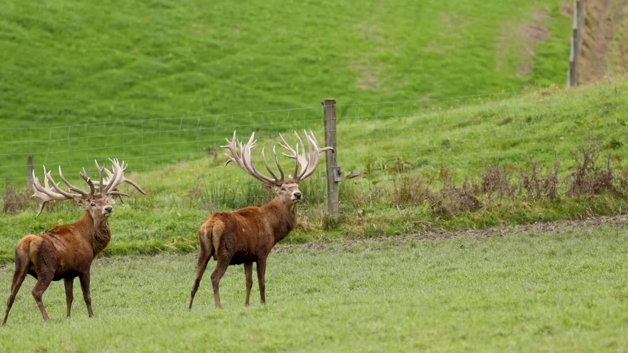 Two mature red deer stags with large antlers stand and move slowly in a grassy, fenced pasture under soft natural daylight. Static camera, wide shot