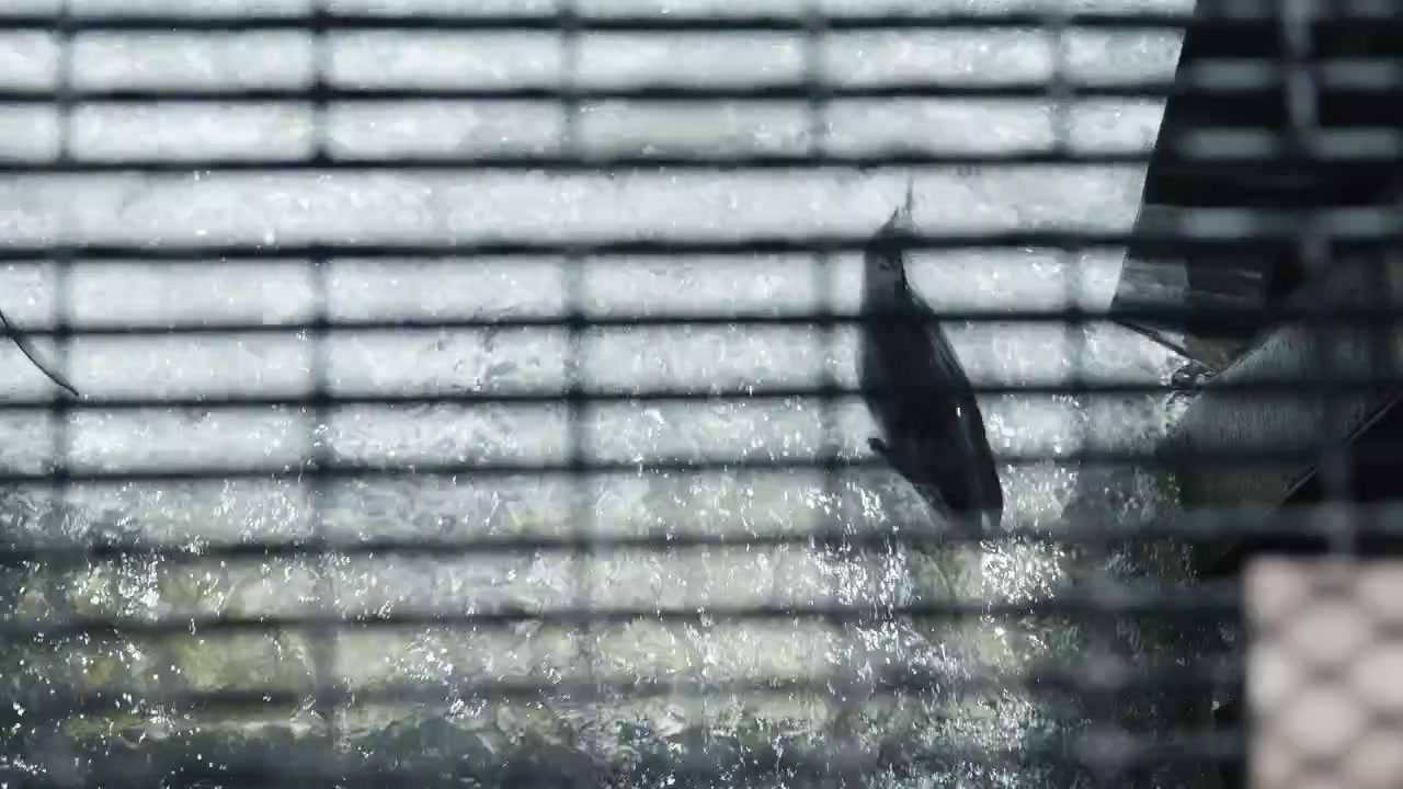 Salmon migrate upstream through the Ganaraska River fish ladder. The scene is filtered by the striped shadows of an overhead grate, captured in slow motion.