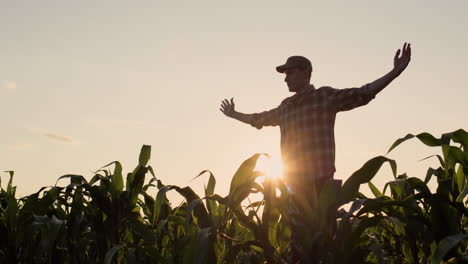 Un-Joven-Agricultor-Levanta-Las-Manos-Sobre-Un-Campo-De-Maíz.-Un-Gesto-De-éxito-Y-Alegría