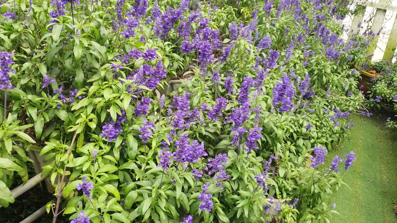 las hermosas flores y camas de hierba de cameron highlands, malasia.