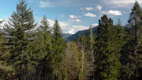 Fast-Moving-Aerial-Dolly-in-through-treeline-at-Mt-Hood-National-Forest,-Oregon-USA