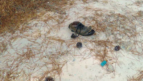 Walking-in-the-woods-and-found-this-abandoned-shoe-and-shotgun-cartridge