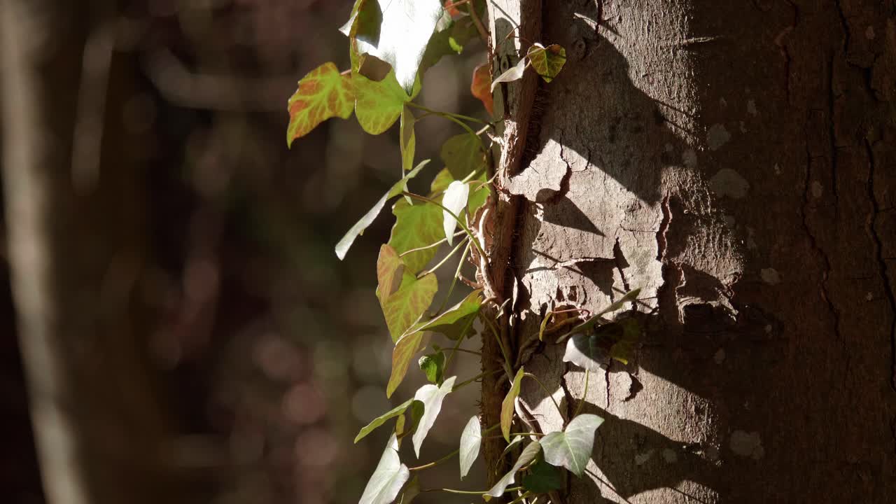 toma detallada de un tronco de árbol en un bosque en suiza-3