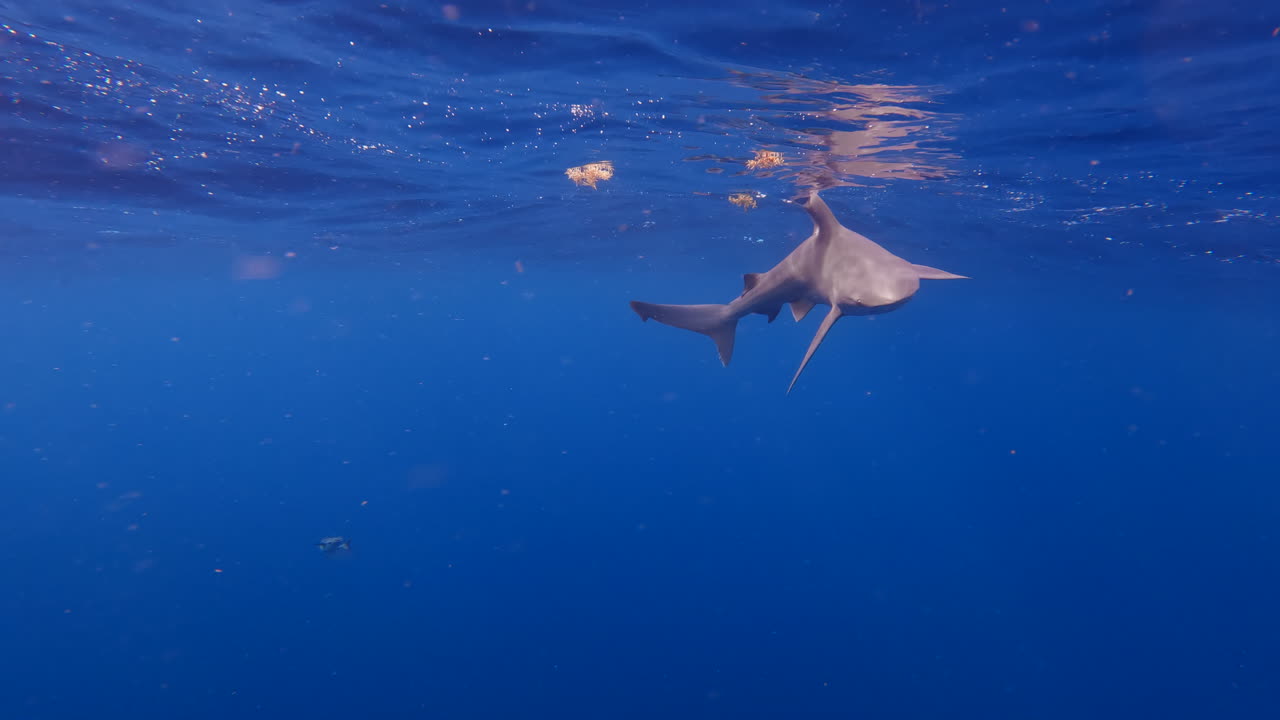 el tiburón de arena rompe la superficie en el océano azul abierto en un día tranquilo