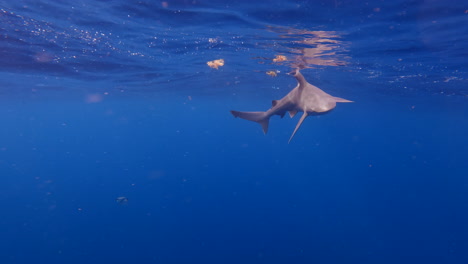el tiburón de arena rompe la superficie en el océano azul abierto en un día tranquilo