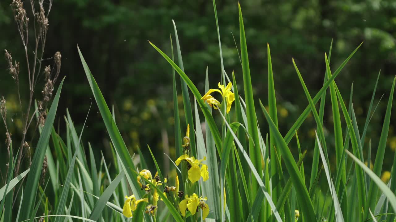 Detailed shot of a bright yellow iris flower among its tall, sword-shaped green leaves in a natural or marshy setting