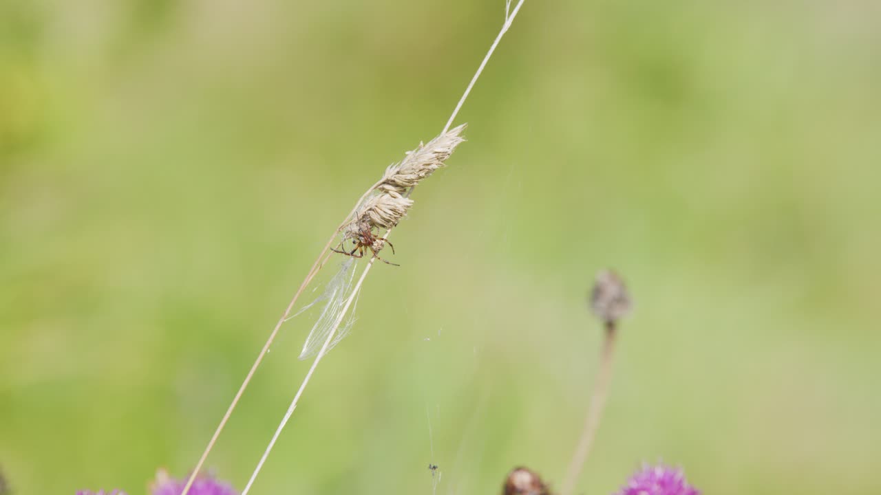 Spider interacts with web on thistle among wildflowers