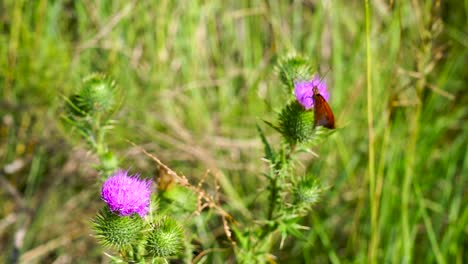 Orangefarbener-Schmetterling,-Der-Auf-Einer-Wilden,-Violetten-Artischockenblüte-Fliegt-Und-Sitzt-Und-Sich-Im-Wind-Bewegt,-Aus-Nächster-Nähe