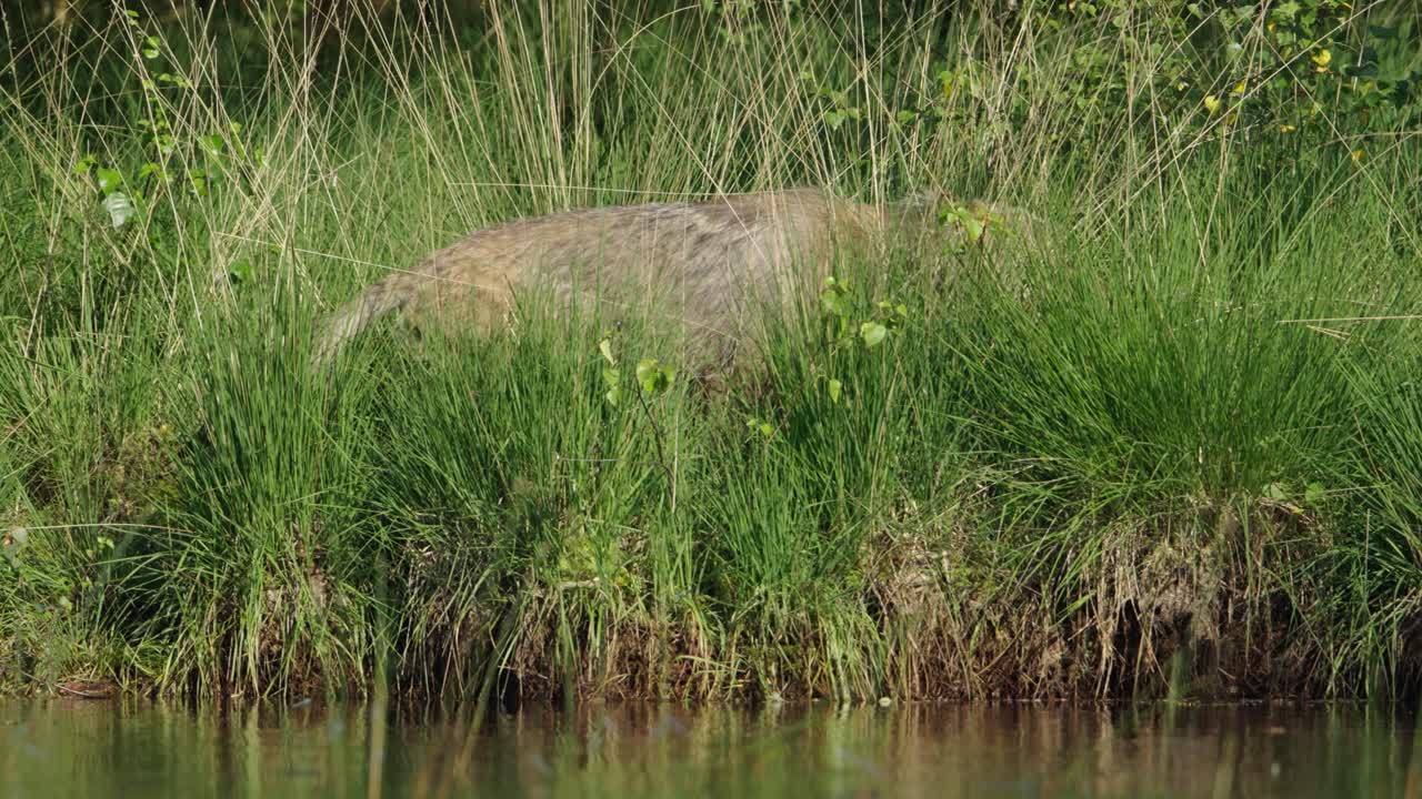rara vista de lobo salvaje caminando detrás de los arbustos de verano en el veluwe