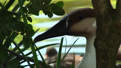 Nahaufnahme-Einer-Gans,-Die-Sich-Im-Schilf-Im-Wasser-Versteckt?