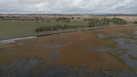 Aerial-orbiting-shot-of-the-wetland,-swamps-and-the-green-meadow-at-the-Australian-outback-natural-landscape-view