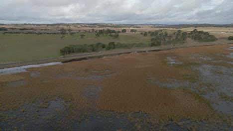 toma aérea en órbita del humedal, los pantanos y el prado verde en la vista del paisaje natural del interior australiano