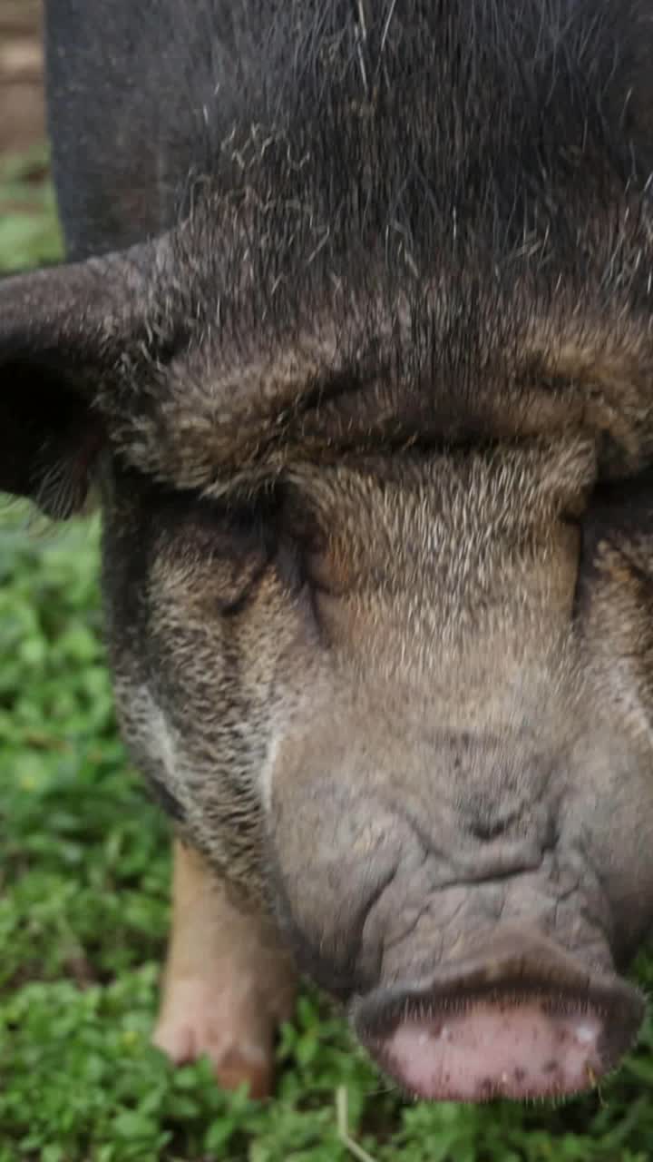 돼지 새와 풀의 뿌리.