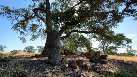 rocks under an oak tree on a sunny summer day
