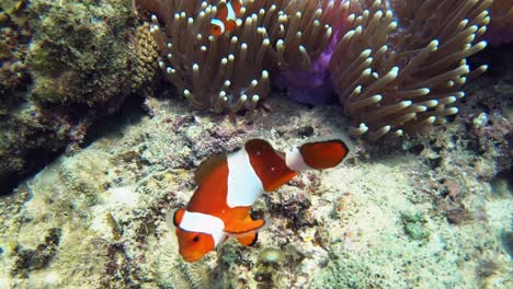 Eine-Wunderschöne-Landschaft-Eines-Sattelrücken-Clownfischs-In-Seiner-Seeanemone---Unterwasseraufnahme