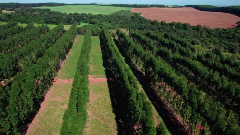 árboles-De-Eucalipto-En-Brasil