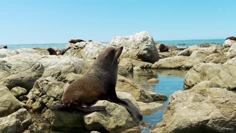 Junges-Robbenjunges-Sitzt-Neben-Einem-Felsenbecken-Mit-Kolonie-In-Kaikoura,-Neuseeland