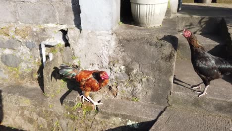 los gallos coloridos de bali juegan juntos en la tradicional tradición de gallos de la aldea balinesa en el sudeste asiático