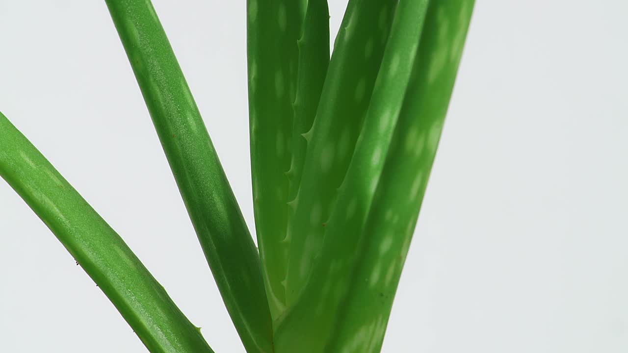 알로에 베라 식물은 색 바탕에 회전하고 있습니다. 맛있는 식물의 잎, 화장품에 사용되는 약용 식물의 클로즈업