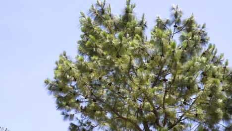 pine tree swaying in the wind with blue sky in the background