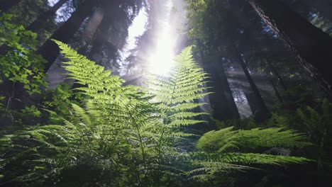 Cámara-Lenta-De-Algunos-Helechos-Soplando-En-El-Viento-Con-Una-Suave-Luz-De-Niebla-Detrás-En-El-Bosque-De-Secuoyas