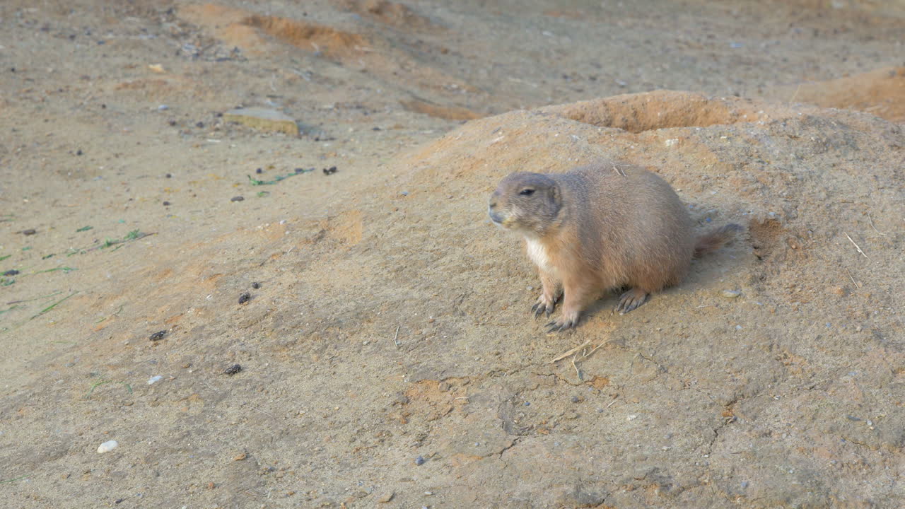 Black-tailed prairie dog on the ground