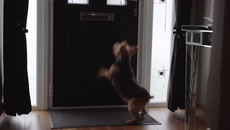 crazy dog at door when mailman arrives