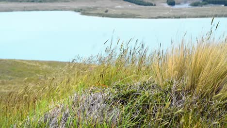 Hohes-Büschelgras,-Das-Sich-In-Einer-Starken-Bergbrise-Bewegt,-Mit-Dem-Tekapo-See-Im-Hintergrundtal