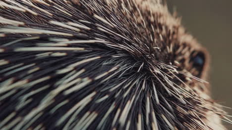 close-up of a porcupine