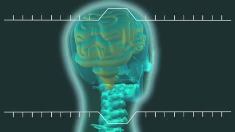 sección superior translúcida del cuerpo humano girando