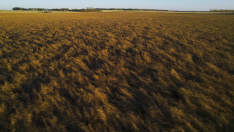 Low-aerial-trucking-shot-over-vast-dried-canola-field,-Alberta-prairies