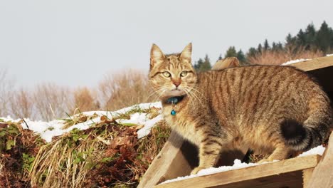 sweet european grey kitten cat on an outdoor ladder stair with snow slow motion 100 ips fhd