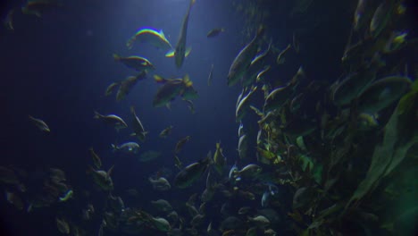 beautiful underwater scenes around a coral reef 2