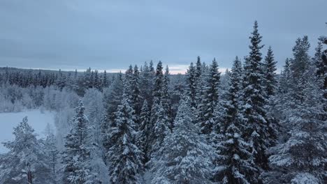 The-frozen-lake-and-forest-near-Borgvattnet,-Sweden