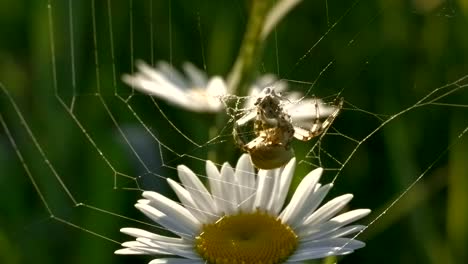 spider on a web with daisy