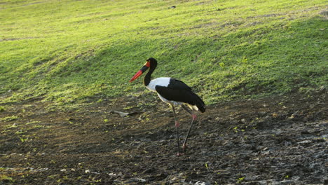 a saddle-billed stork wades across a lush meadow with some marshy areas