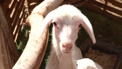 a sheep under the sun of the sahara desert in merzouga city, morocco