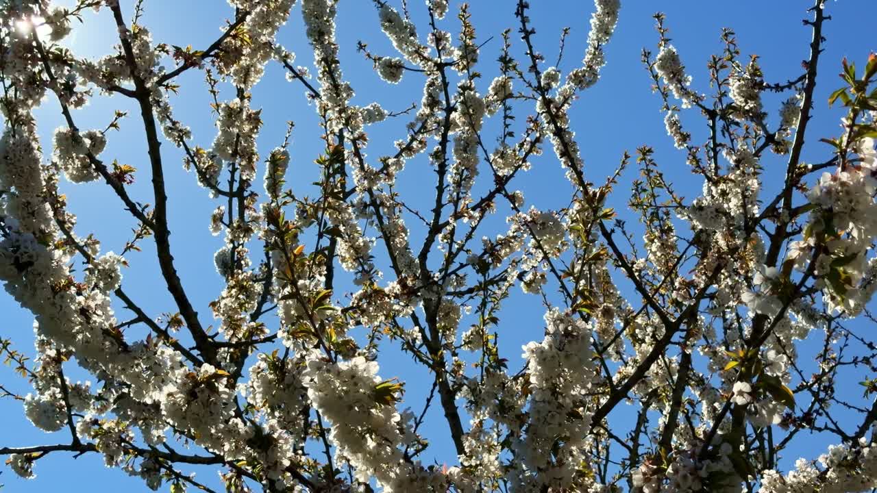 Vista panoramica di rami di ciliegio in fiore sotto un cielo blu