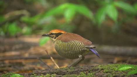 un pájaro pitta de bandas javanas está comiendo gusanos deliciosamente