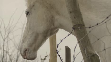 white horse looks out over fence