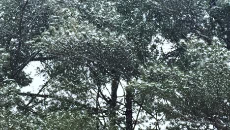 Fuertes-Nevadas-En-Un-Hermoso-Y-Denso-Bosque-De-Pinos-Durante-El-Invierno:-Cámara-Súper-Lenta