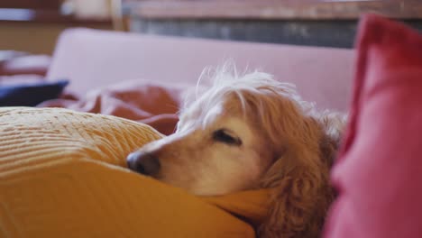 Small-long-haired-pet-dog-lying-half-asleep-on-couch-in-living-room