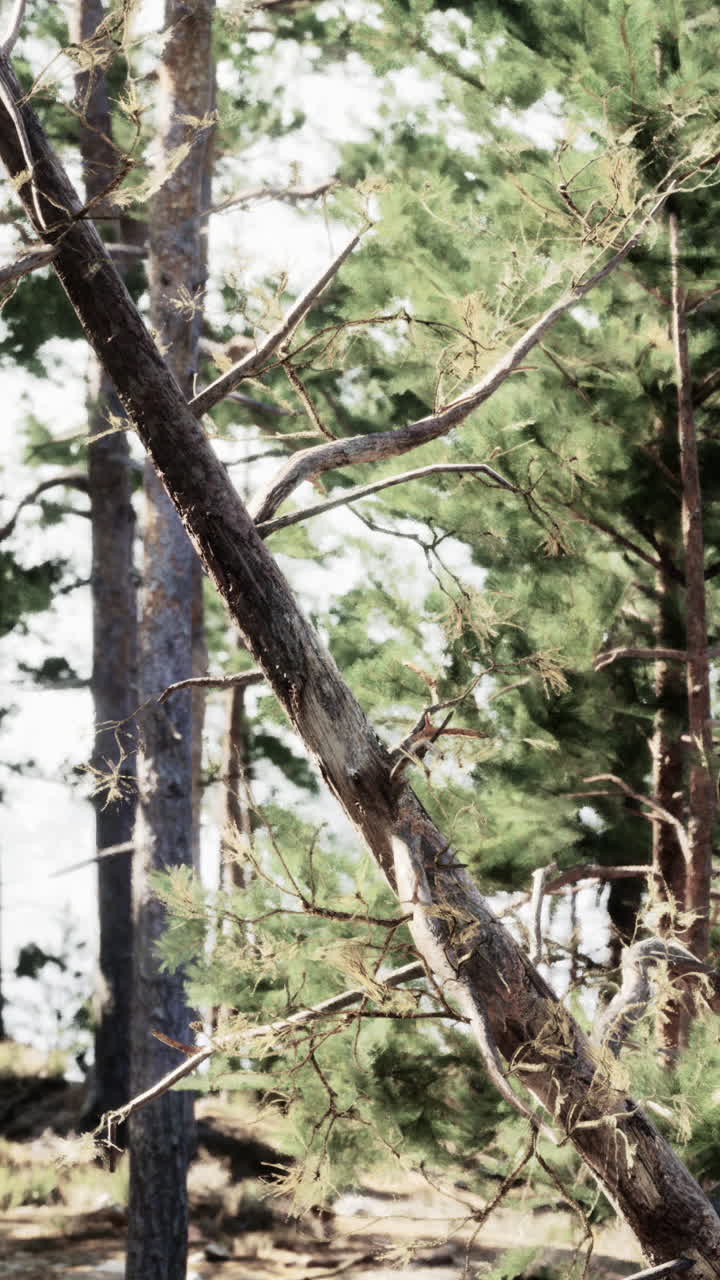 Cammino della foresta illuminata dal sole
