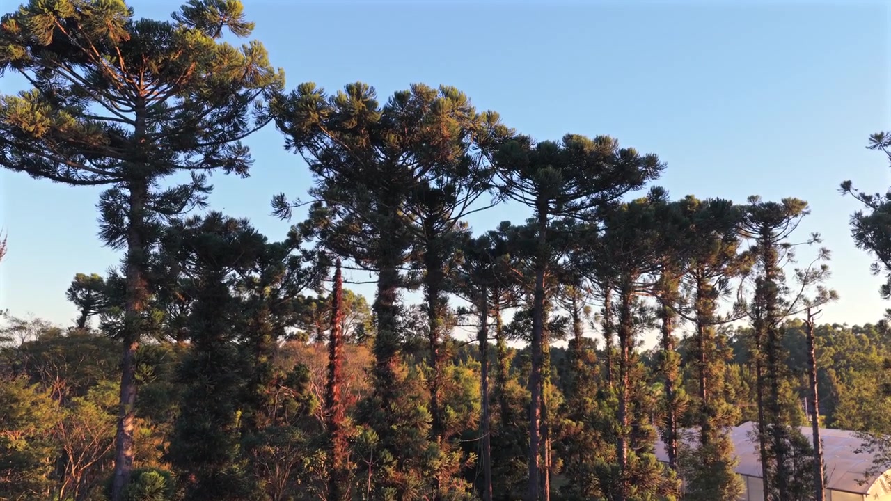 Drone flies beside mature araucaria trees rising above dense subtropical forest in warm natural light.